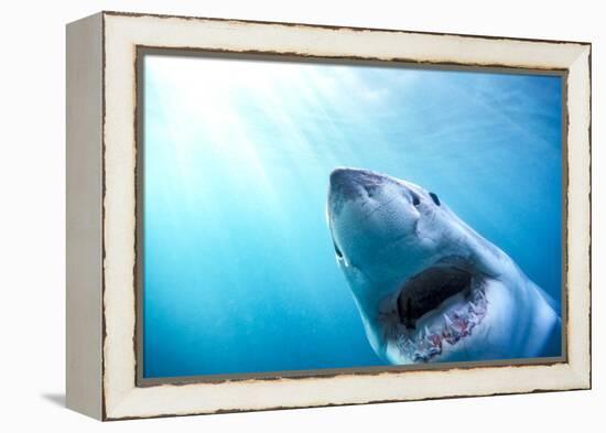 Great White Shark, South Africa-Stuart Westmorland-Framed Premier Image Canvas
