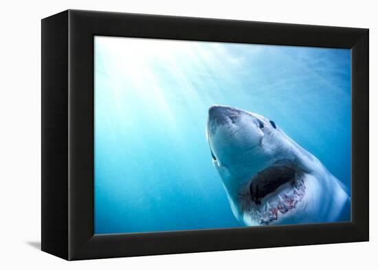 Great White Shark, South Africa-Stuart Westmorland-Framed Premier Image Canvas