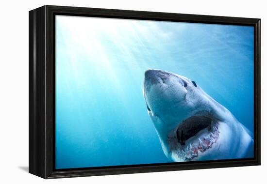 Great White Shark, South Africa-Stuart Westmorland-Framed Premier Image Canvas