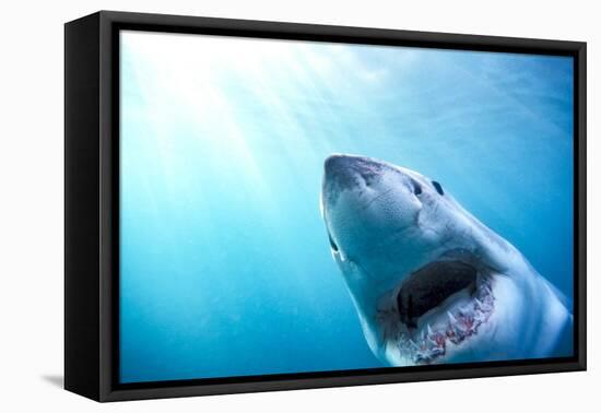 Great White Shark, South Africa-Stuart Westmorland-Framed Premier Image Canvas