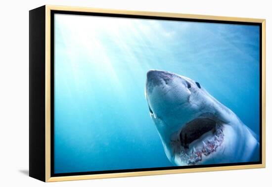 Great White Shark, South Africa-Stuart Westmorland-Framed Premier Image Canvas