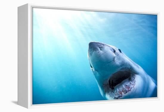 Great White Shark, South Africa-Stuart Westmorland-Framed Premier Image Canvas