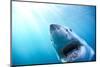 Great White Shark, South Africa-Stuart Westmorland-Mounted Photographic Print