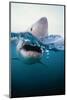 Great White Shark, South Africa-Stuart Westmorland-Mounted Photographic Print