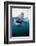 Great White Shark, South Africa-Stuart Westmorland-Framed Photographic Print