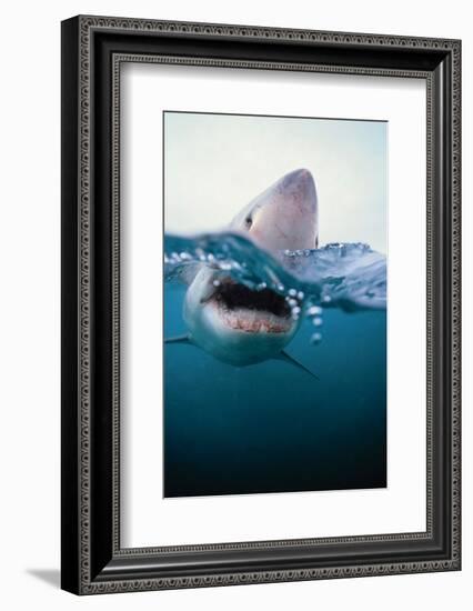 Great White Shark, South Africa-Stuart Westmorland-Framed Photographic Print