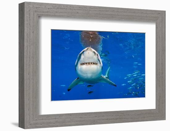 great white shark swimming close to the surface, mexico-alex mustard-Framed Photographic Print