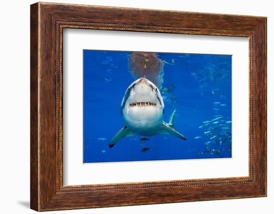 great white shark swimming close to the surface, mexico-alex mustard-Framed Photographic Print