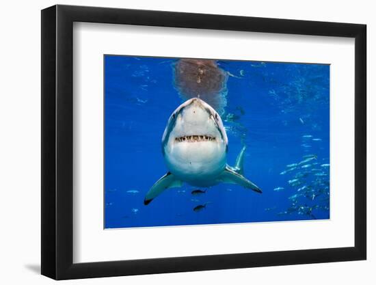 great white shark swimming close to the surface, mexico-alex mustard-Framed Photographic Print