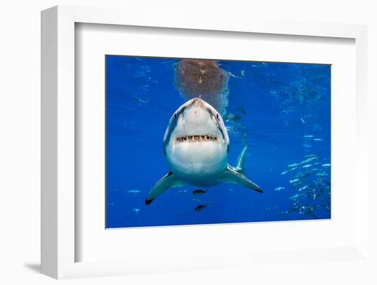 great white shark swimming close to the surface, mexico-alex mustard-Framed Photographic Print