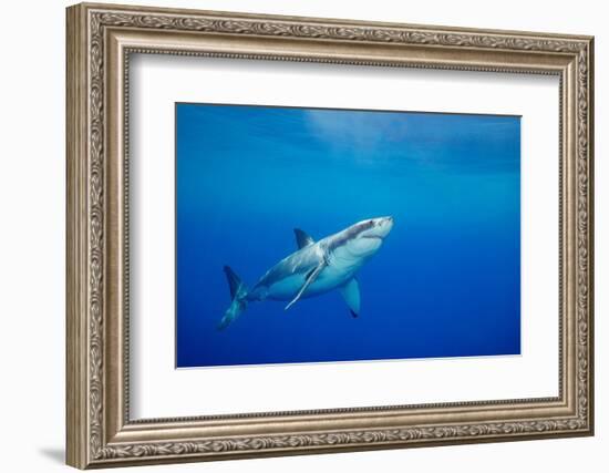 Great white shark swimming, Guadalupe Island, Mexico-David Fleetham-Framed Photographic Print