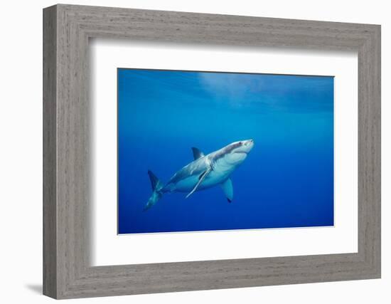 Great white shark swimming, Guadalupe Island, Mexico-David Fleetham-Framed Photographic Print