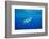 Great white shark swimming, Guadalupe Island, Mexico-David Fleetham-Framed Photographic Print