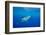 Great white shark swimming, Guadalupe Island, Mexico-David Fleetham-Framed Photographic Print