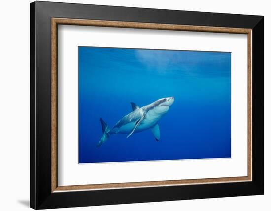 Great white shark swimming, Guadalupe Island, Mexico-David Fleetham-Framed Photographic Print