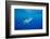 Great white shark swimming, Guadalupe Island, Mexico-David Fleetham-Framed Photographic Print