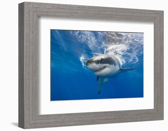 Great White Shark Swimming Just under the Surface at Guadalupe Island Mexico-Wildestanimal-Framed Photographic Print