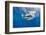 Great White Shark Swimming Just under the Surface at Guadalupe Island Mexico-Wildestanimal-Framed Photographic Print