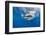Great White Shark Swimming Just under the Surface at Guadalupe Island Mexico-Wildestanimal-Framed Photographic Print