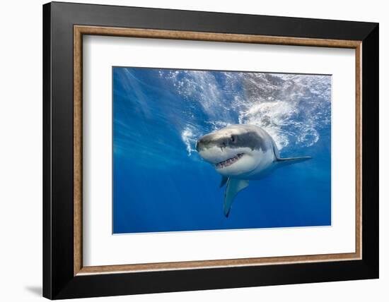 Great White Shark Swimming Just under the Surface at Guadalupe Island Mexico-Wildestanimal-Framed Photographic Print