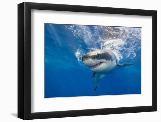 Great White Shark Swimming Just under the Surface at Guadalupe Island Mexico-Wildestanimal-Framed Photographic Print