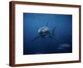Great White Shark, Swimming, South Australia-Gerard Soury-Framed Photographic Print