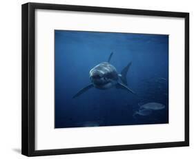 Great White Shark, Swimming, South Australia-Gerard Soury-Framed Photographic Print