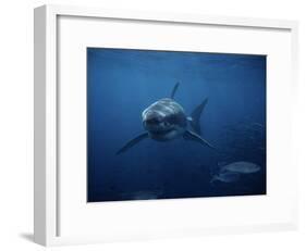 Great White Shark, Swimming, South Australia-Gerard Soury-Framed Photographic Print
