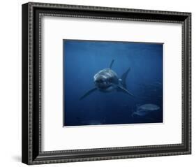 Great White Shark, Swimming, South Australia-Gerard Soury-Framed Photographic Print