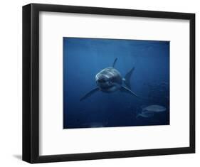 Great White Shark, Swimming, South Australia-Gerard Soury-Framed Photographic Print