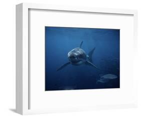 Great White Shark, Swimming, South Australia-Gerard Soury-Framed Photographic Print