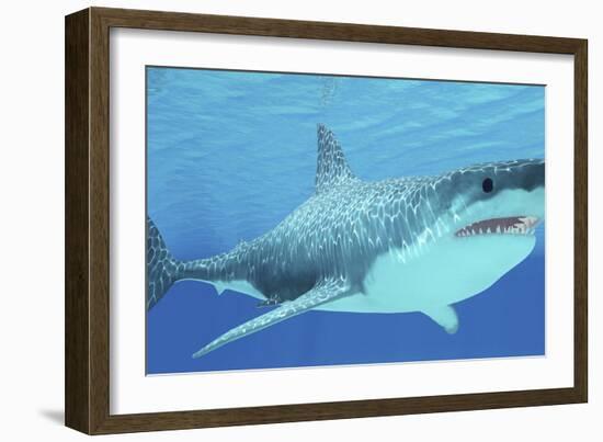 Great White Shark Swimming Underwater-null-Framed Premium Giclee Print