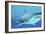 Great White Shark Swimming Underwater-null-Framed Premium Giclee Print