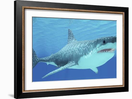 Great White Shark Swimming Underwater-null-Framed Premium Giclee Print