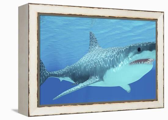 Great White Shark Swimming Underwater-null-Framed Stretched Canvas