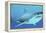 Great White Shark Swimming Underwater-null-Framed Stretched Canvas