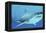 Great White Shark Swimming Underwater-null-Framed Stretched Canvas