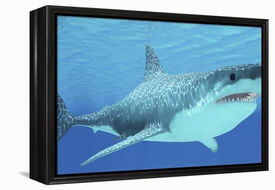 Great White Shark Swimming Underwater-null-Framed Stretched Canvas