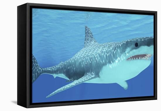 Great White Shark Swimming Underwater-null-Framed Stretched Canvas