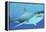 Great White Shark Swimming Underwater-null-Framed Stretched Canvas