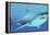 Great White Shark Swimming Underwater-null-Framed Stretched Canvas