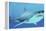 Great White Shark Swimming Underwater-null-Framed Stretched Canvas