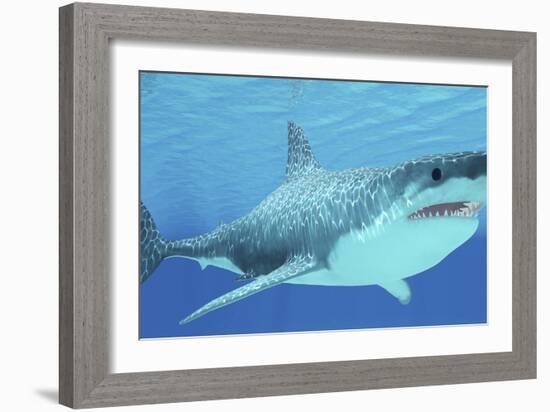 Great White Shark Swimming Underwater-null-Framed Art Print