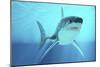 Great White Shark Swimming Underwater-null-Mounted Art Print