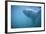 Great White Shark Swimming-DLILLC-Framed Photographic Print