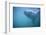 Great White Shark Swimming-DLILLC-Framed Photographic Print