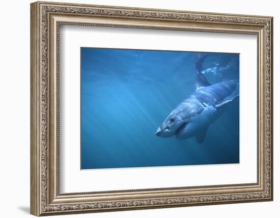 Great White Shark Swimming-DLILLC-Framed Photographic Print