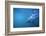 Great White Shark Swimming-DLILLC-Framed Photographic Print