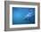 Great White Shark Swimming-DLILLC-Framed Photographic Print