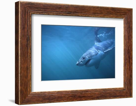 Great White Shark Swimming-DLILLC-Framed Photographic Print